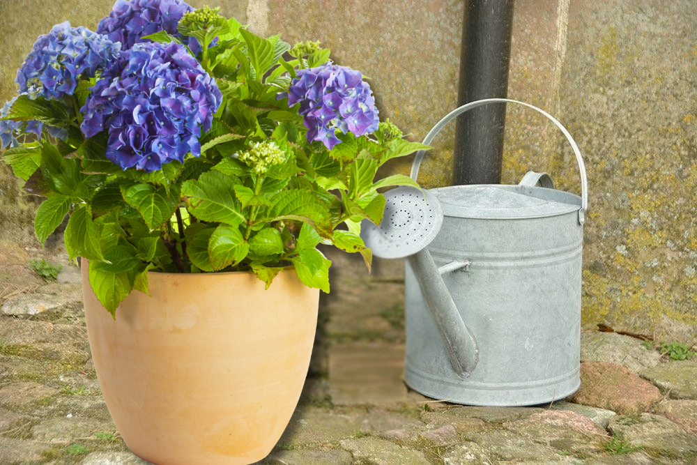 Potted hydrangeas and a metal watering can on a stone surface.