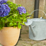 Potted hydrangeas and a metal watering can on a stone surface.