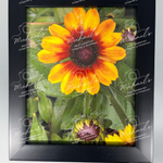 Matt black framed photograph of a open black eyed Susan with more buds coming