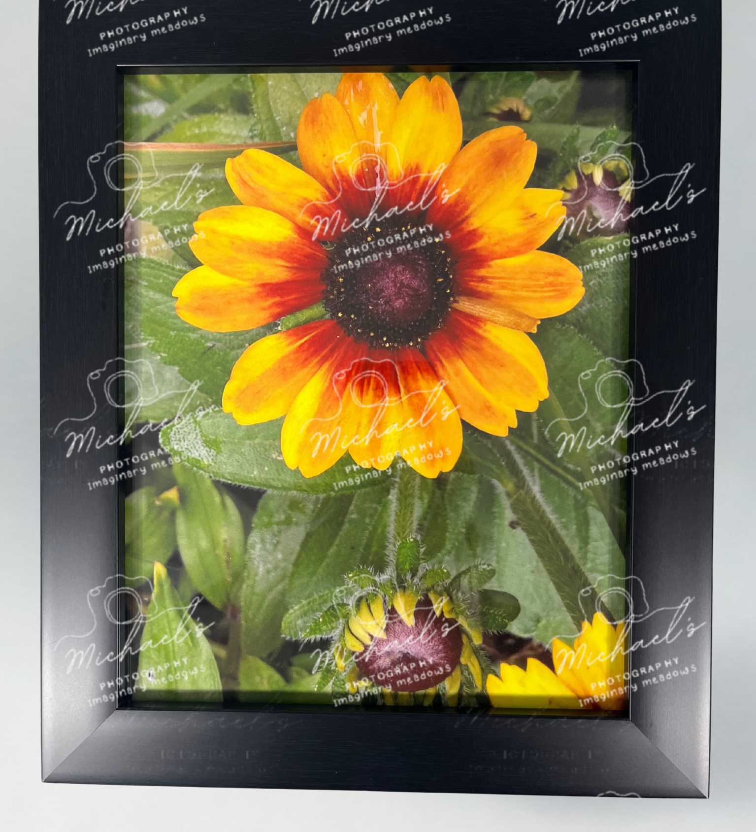 Matt black framed photograph of a open black eyed Susan with more buds coming