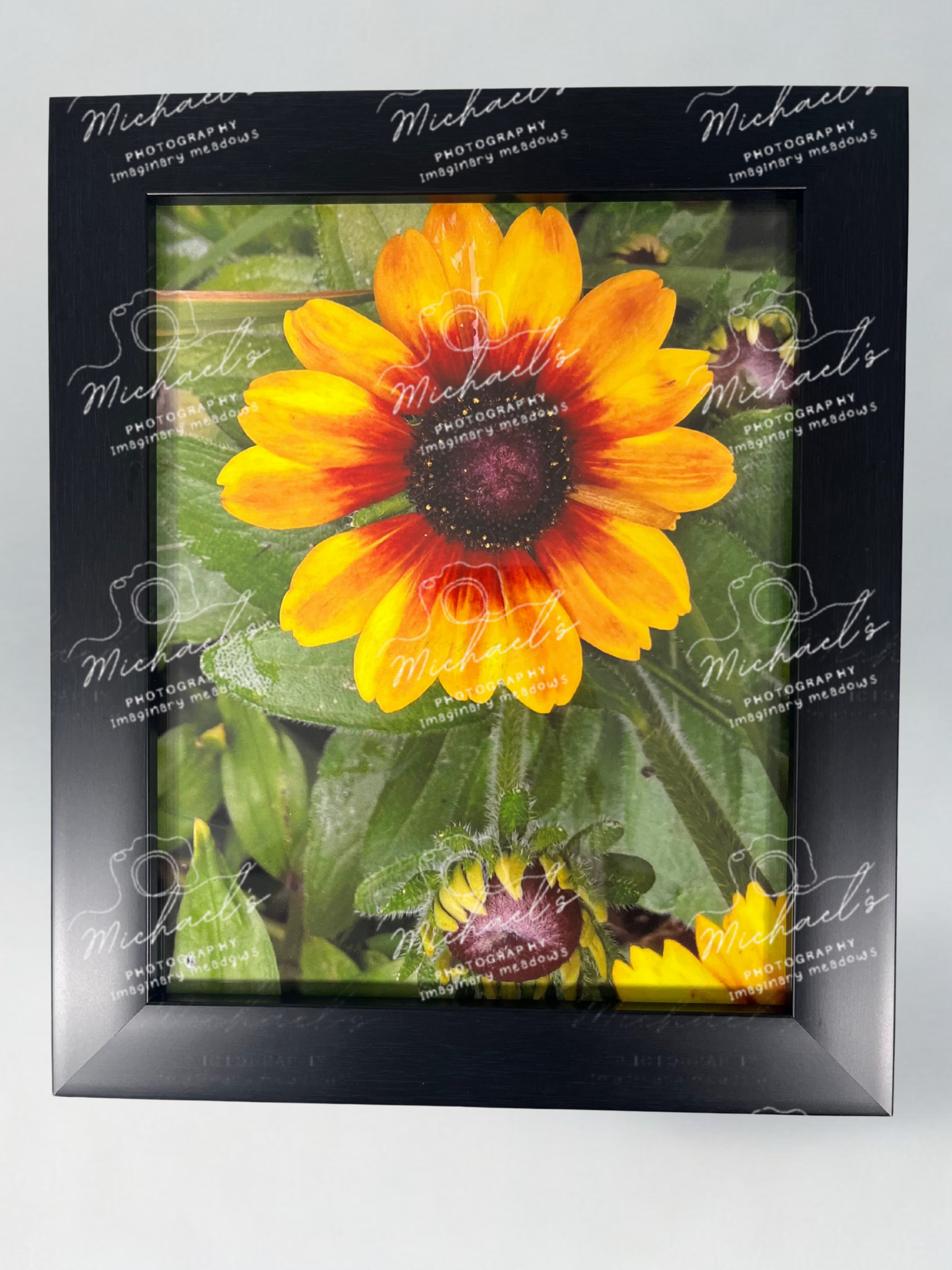 Matt black framed photograph of a open black eyed Susan with more buds coming