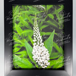 Matte black framed photograph of a white pineapple lily flower and green leaves with 'Michael's' branding.