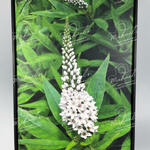 Photography of white pineapple lily flowers and green leaves with a matte black frame.