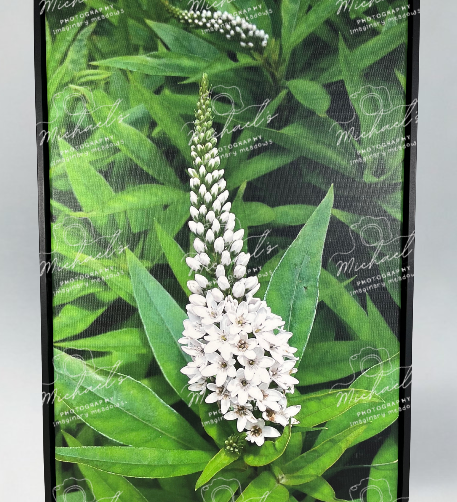 Photography of white pineapple lily flowers and green leaves with a matte black frame.