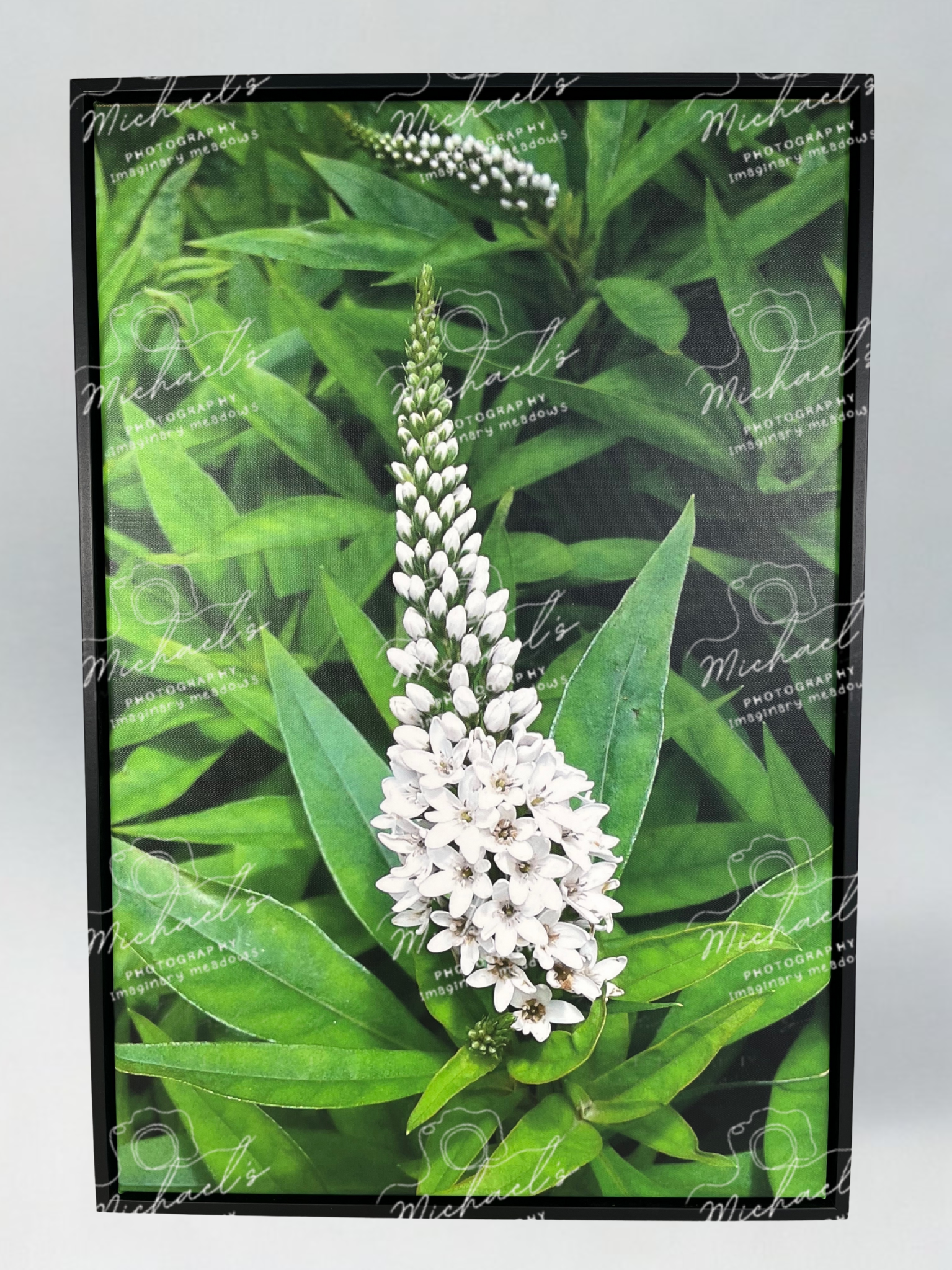 Photography of white pineapple lily flowers and green leaves with a matte black frame.