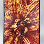 Close-up of a Dahlia flower with a matte black frame