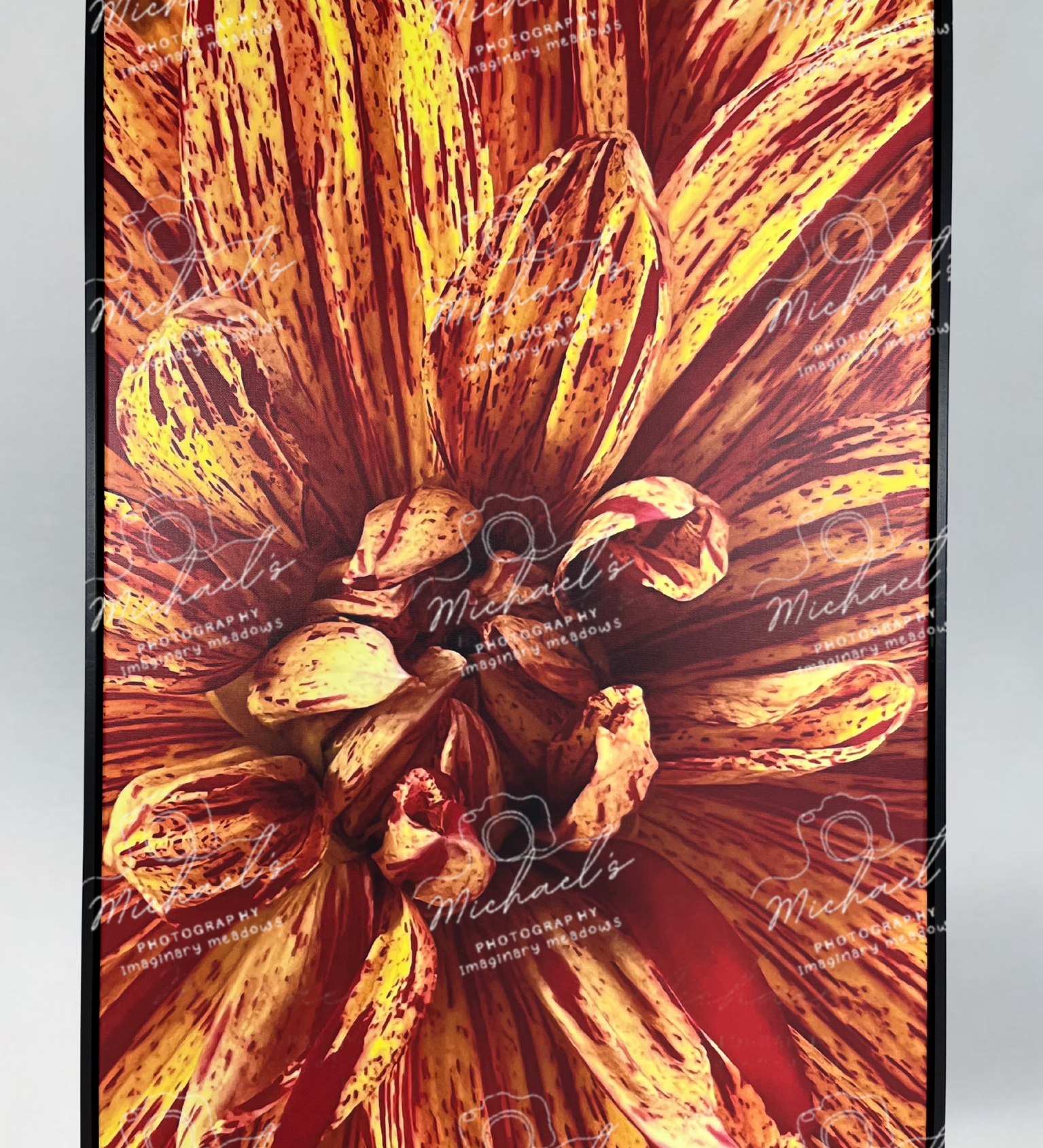 Close-up of a Dahlia flower with a matte black frame