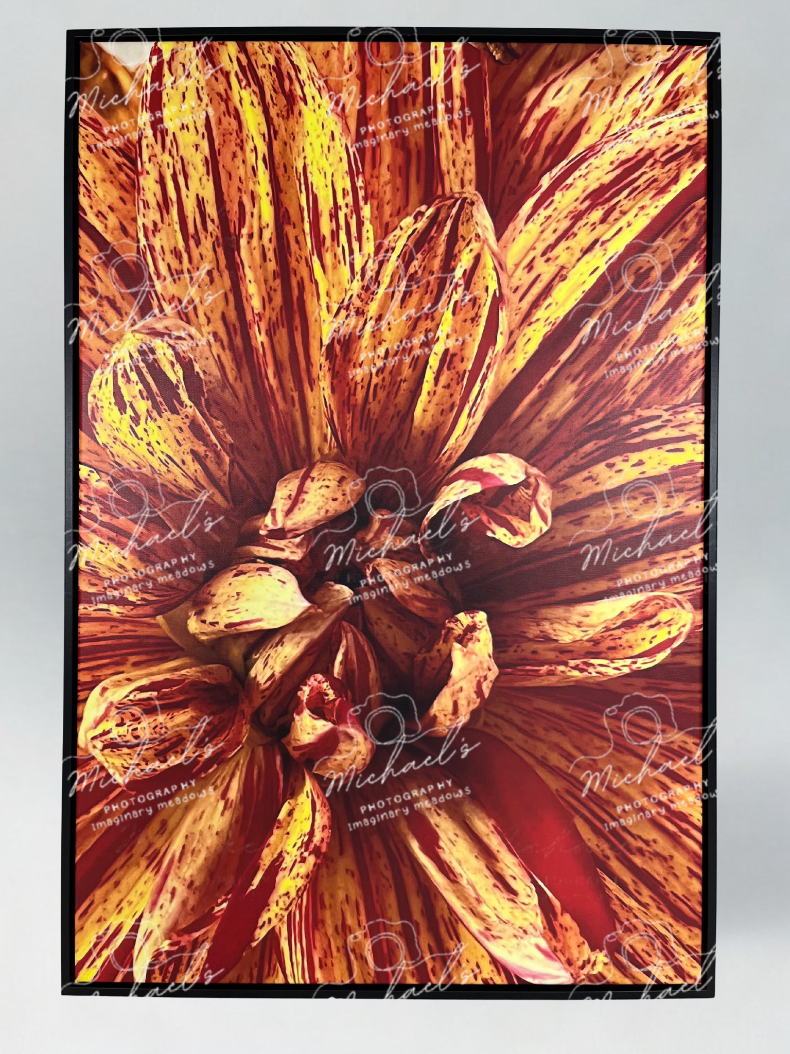 Close-up of a Dahlia flower with a matte black frame