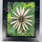 Black matt framed photography of a pink flower with petals just emerging surrounded by green leaves 