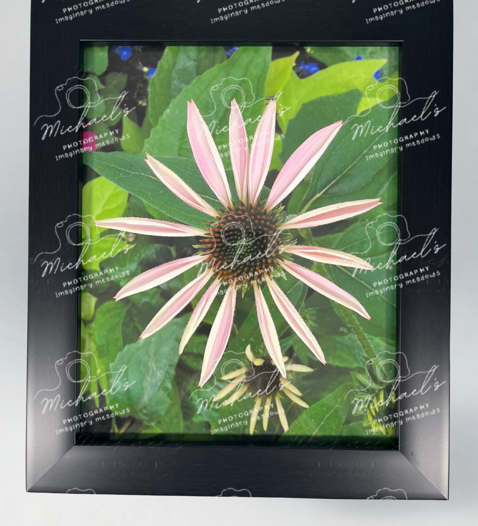 Black matt framed photography of a pink flower with petals just emerging surrounded by green leaves 