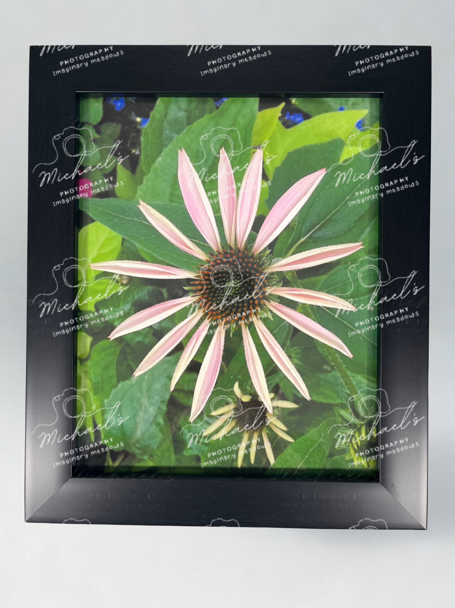 Black matt framed photography of a pink flower with petals just emerging surrounded by green leaves 