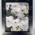 Framed photograph of white petunia flowers with a matt black frame