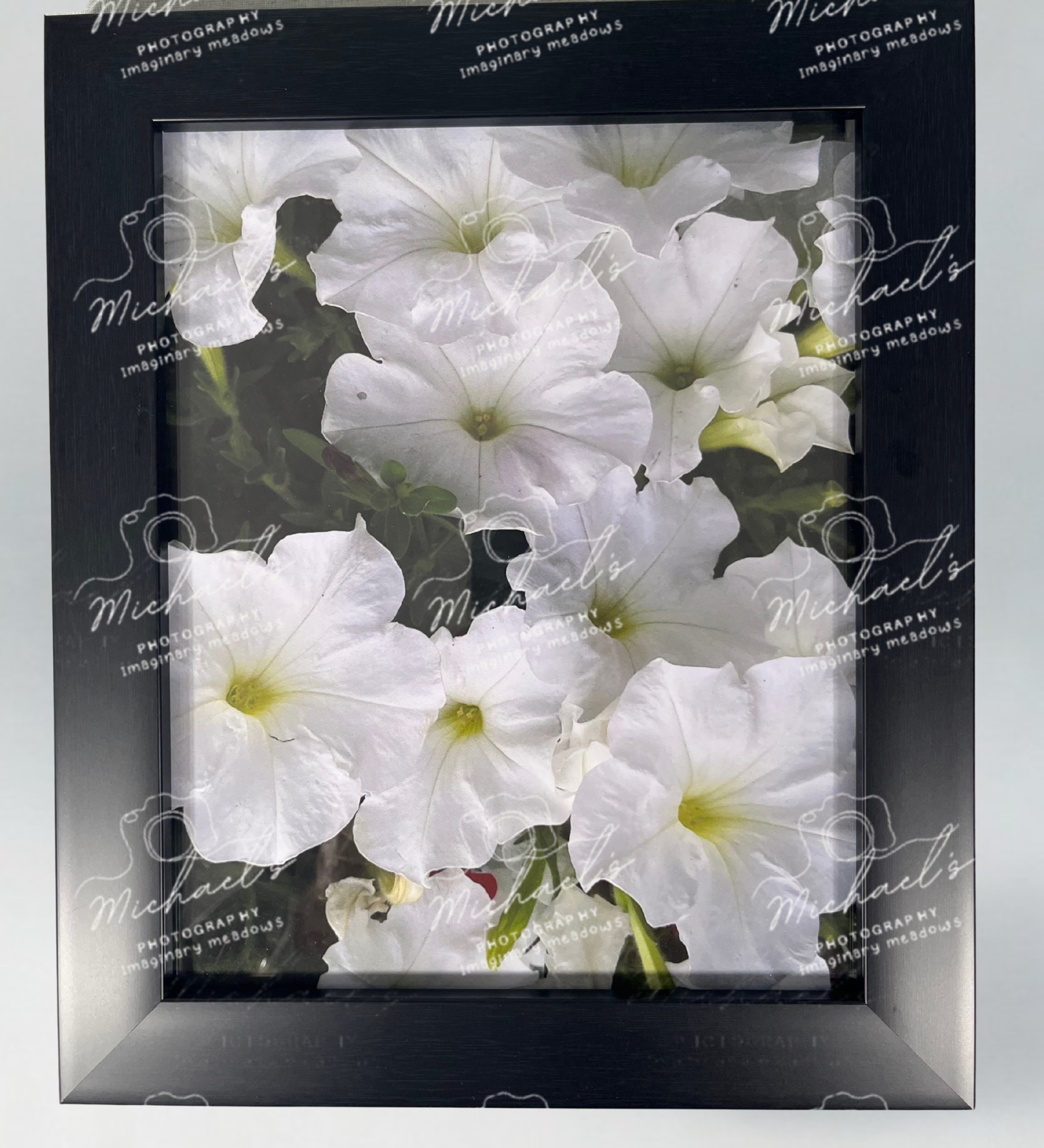 Framed photograph of white petunia flowers with a matt black frame