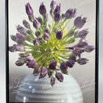Matte black framed photograph of a purple allium flower on the verge of blooming.