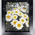 Matt black framed artwork of Shasta daisies, white with yellow centres