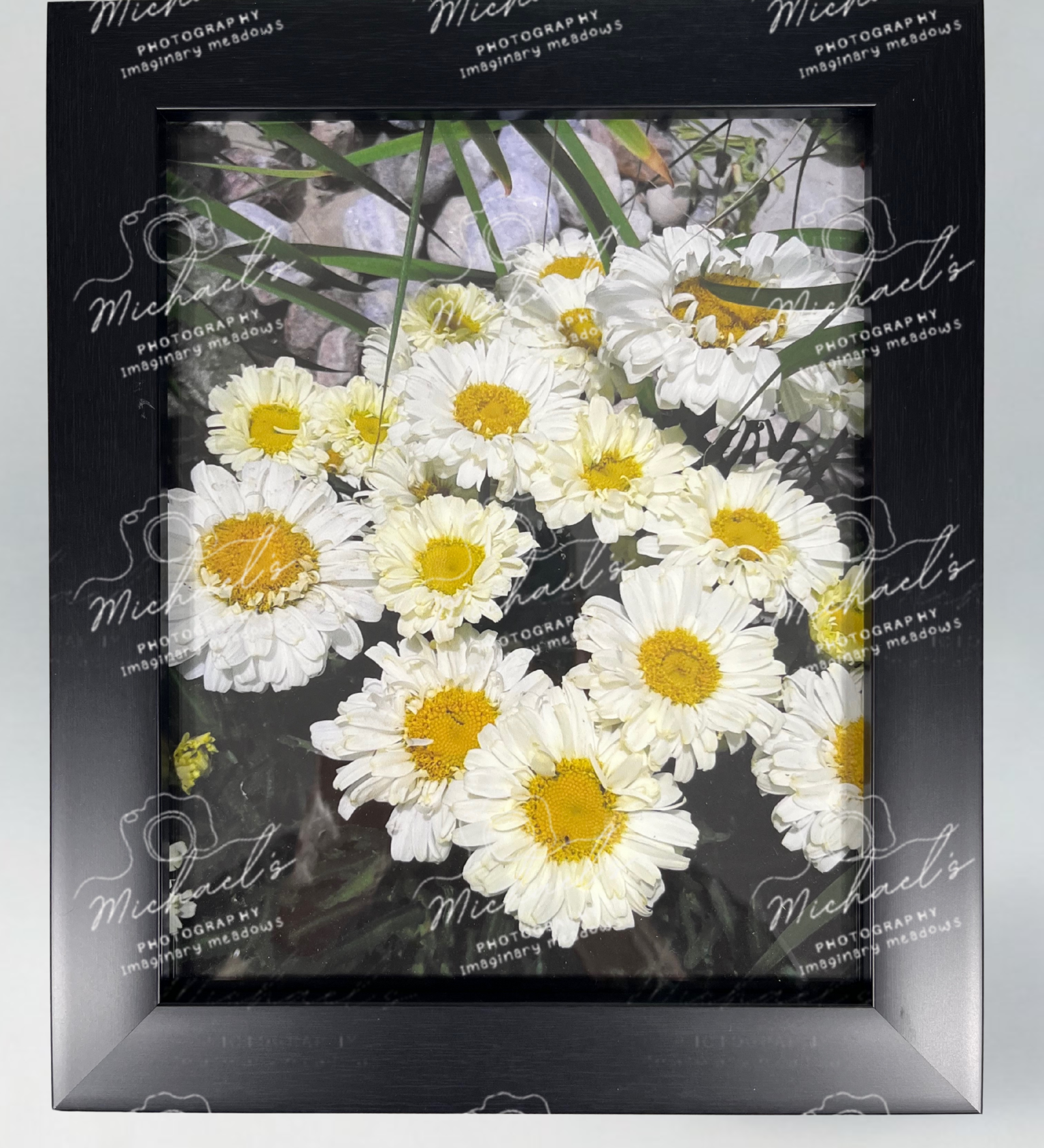 Matt black framed artwork of Shasta daisies, white with yellow centres