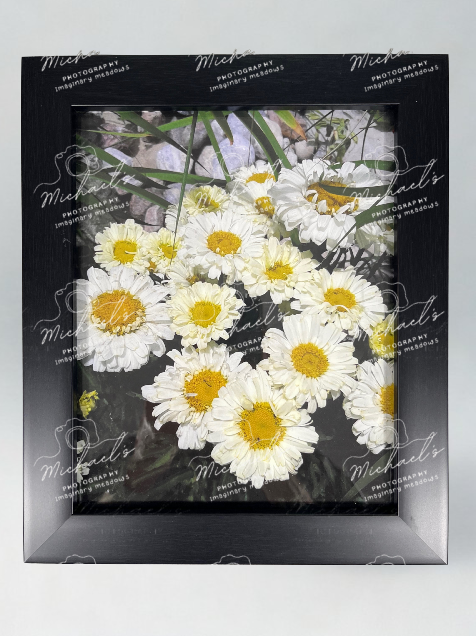 Matt black framed artwork of Shasta daisies, white with yellow centres