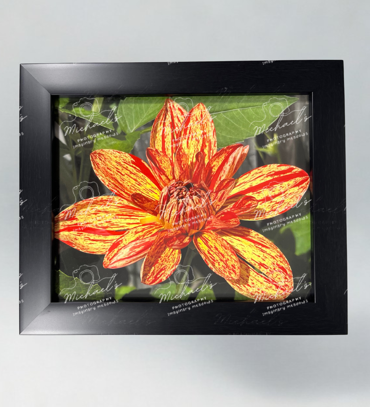 Matte black framed fine art photography of a red and yellow Dahlia flower with green leaves.