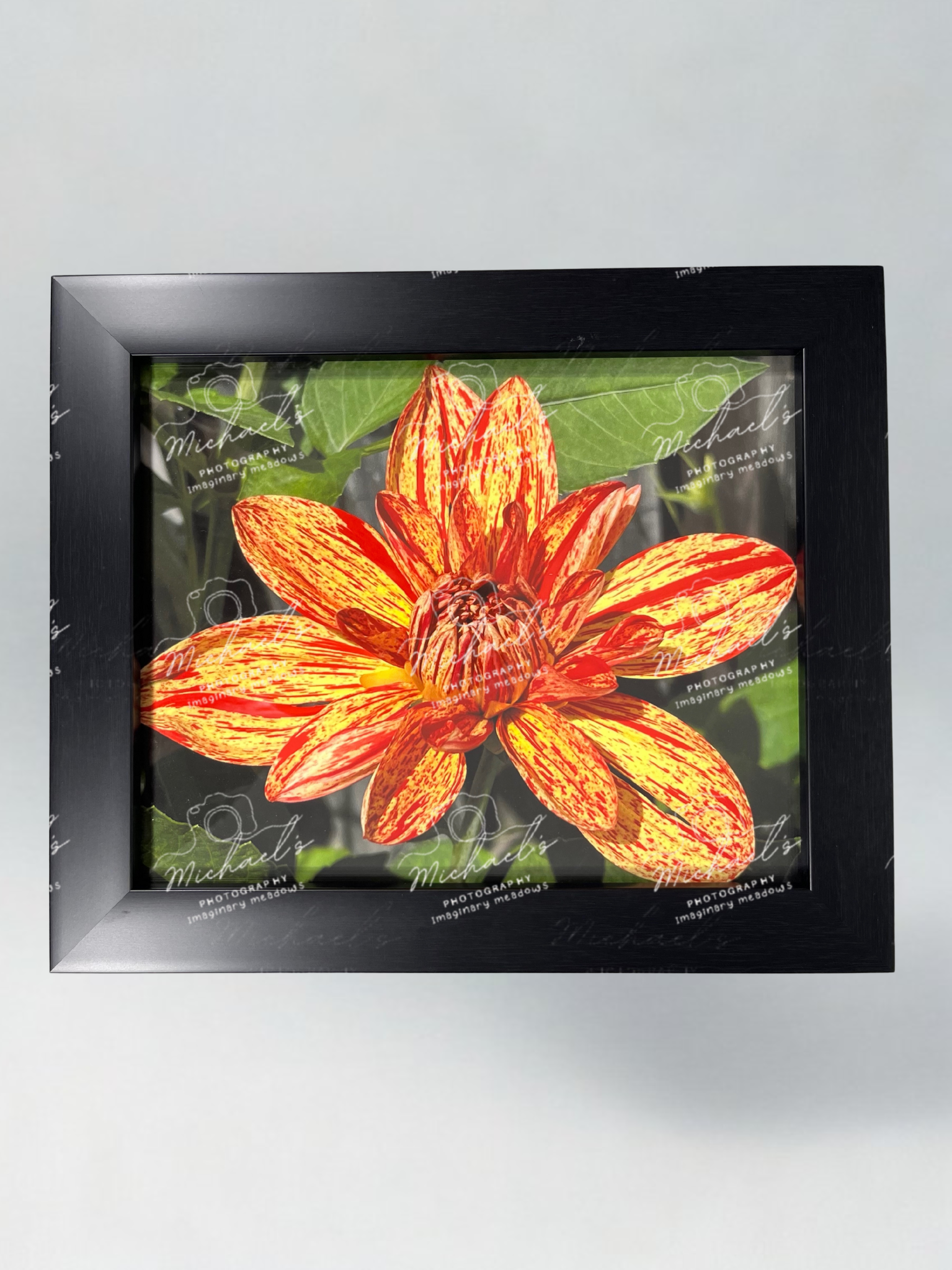 Matte black framed fine art photography of a red and yellow Dahlia flower with green leaves.