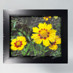 Matte black framed fine art photograph of yellow coreopsis flowers with a green leafy background