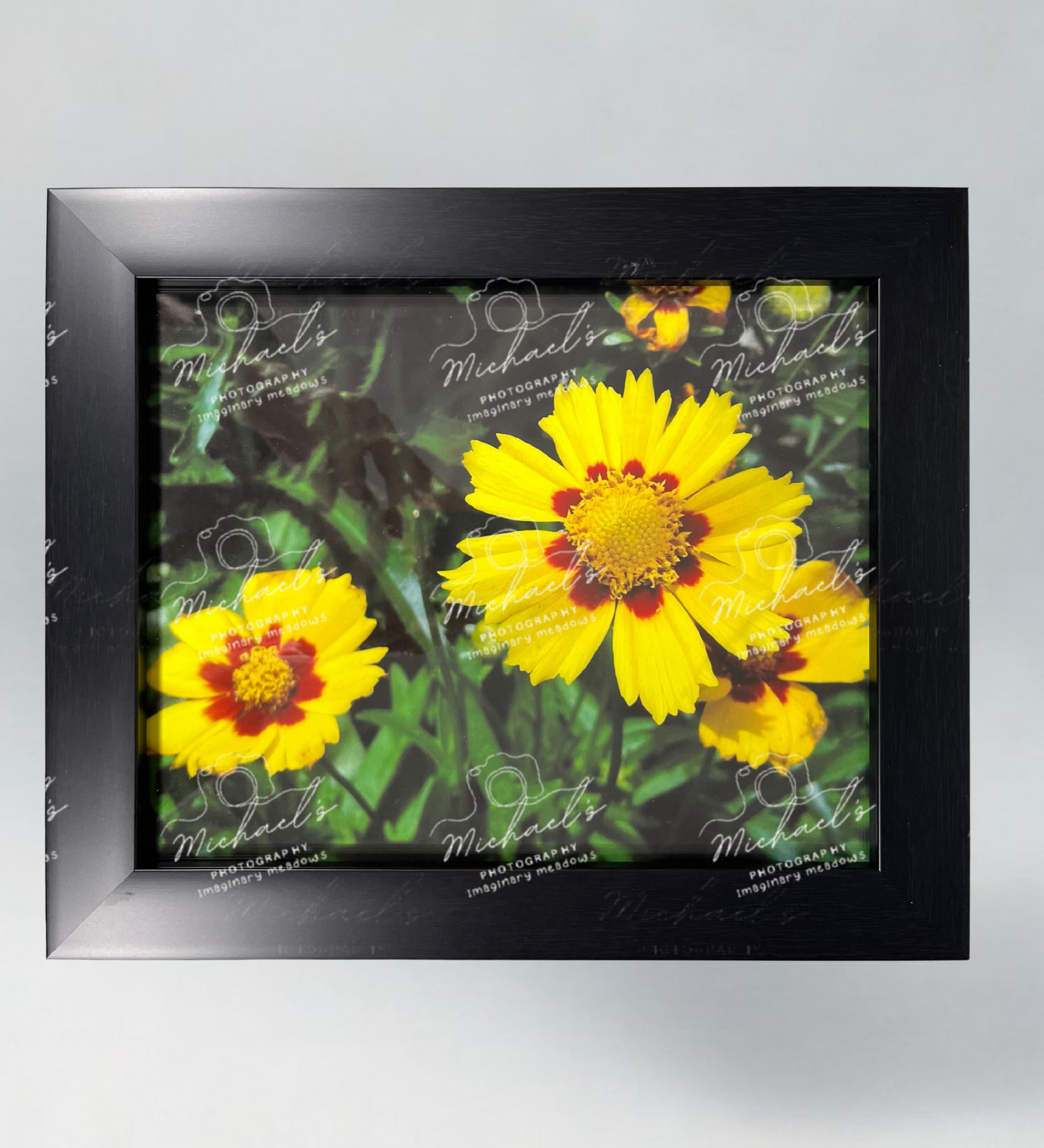 Matte black framed fine art photograph of yellow coreopsis flowers with a green leafy background