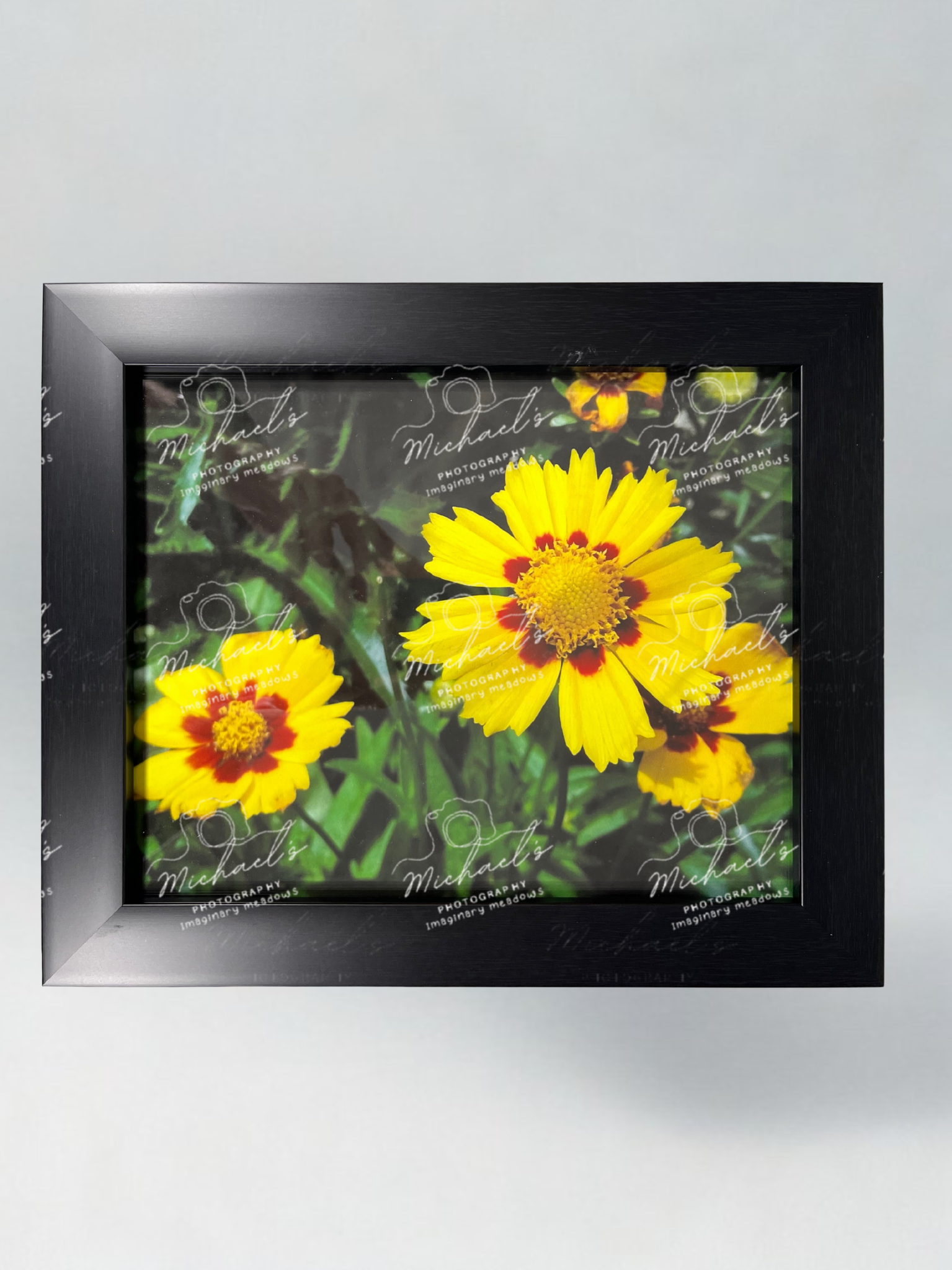 Matte black framed fine art photograph of yellow coreopsis flowers with a green leafy background
