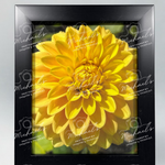 Closeup of a vibrant yellow Dahlia flower in a matt black frame with 'Michaels' branding.