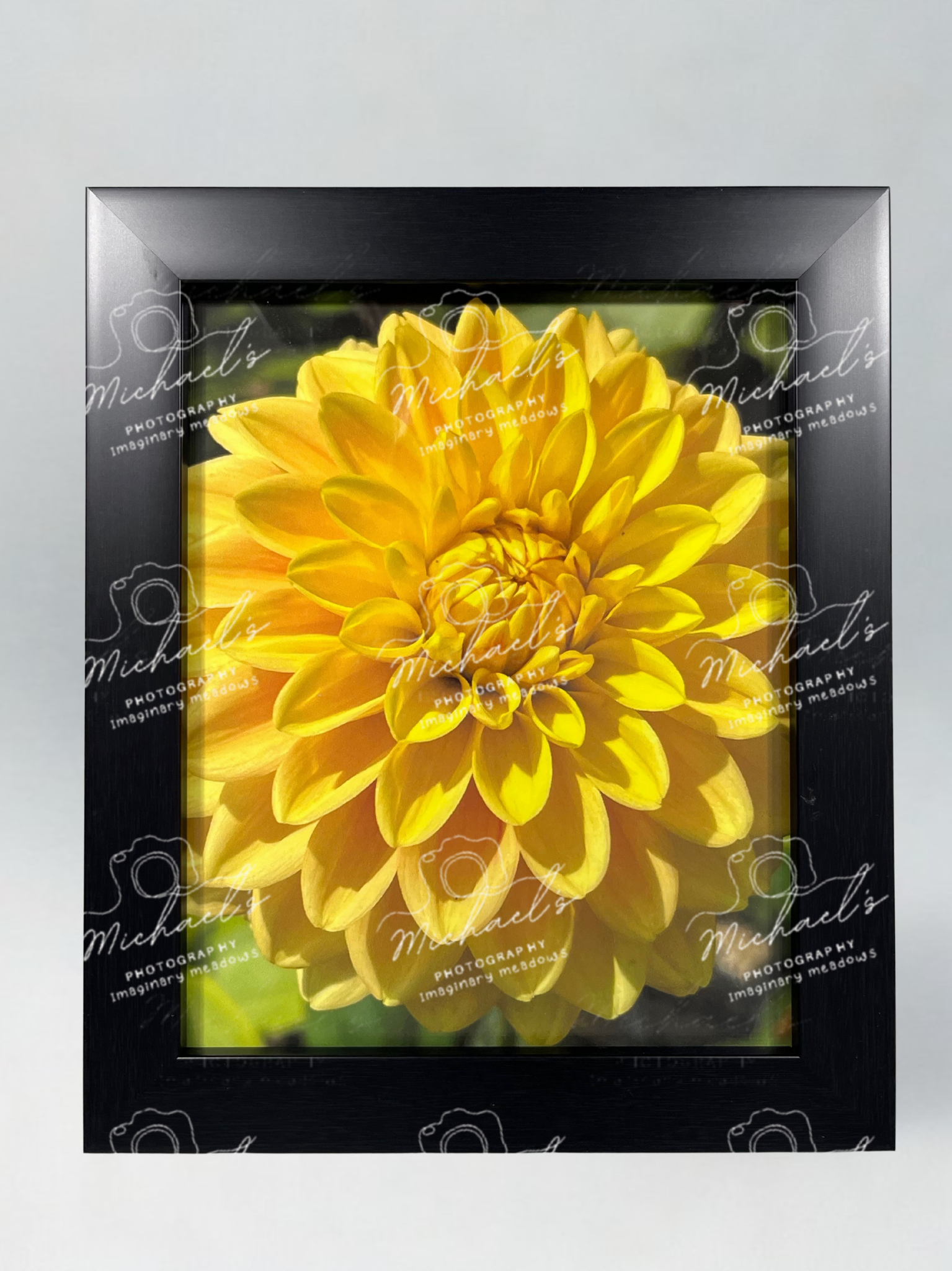 Closeup of a vibrant yellow Dahlia flower in a matt black frame with 'Michaels' branding.