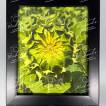 Framed photograph of a sunflower flower bud with a matt black frame