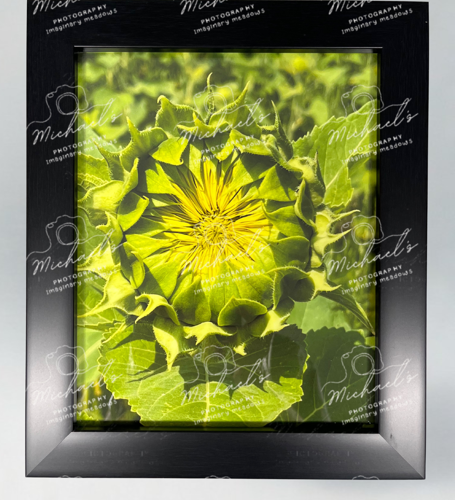 Framed photograph of a sunflower flower bud with a matt black frame