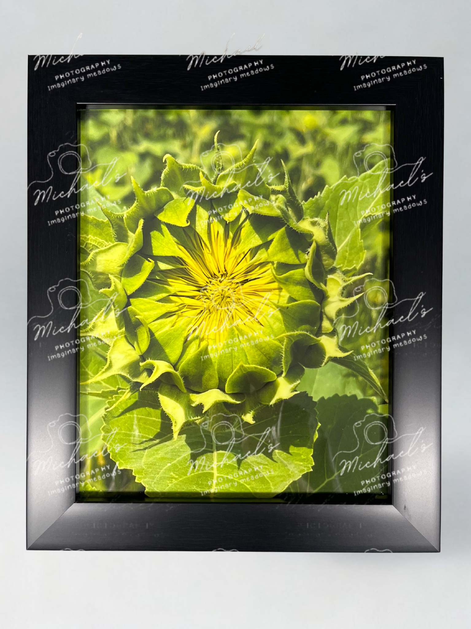 Framed photograph of a sunflower flower bud with a matt black frame
