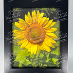 Matte black framed picture of a sunflower with a bee