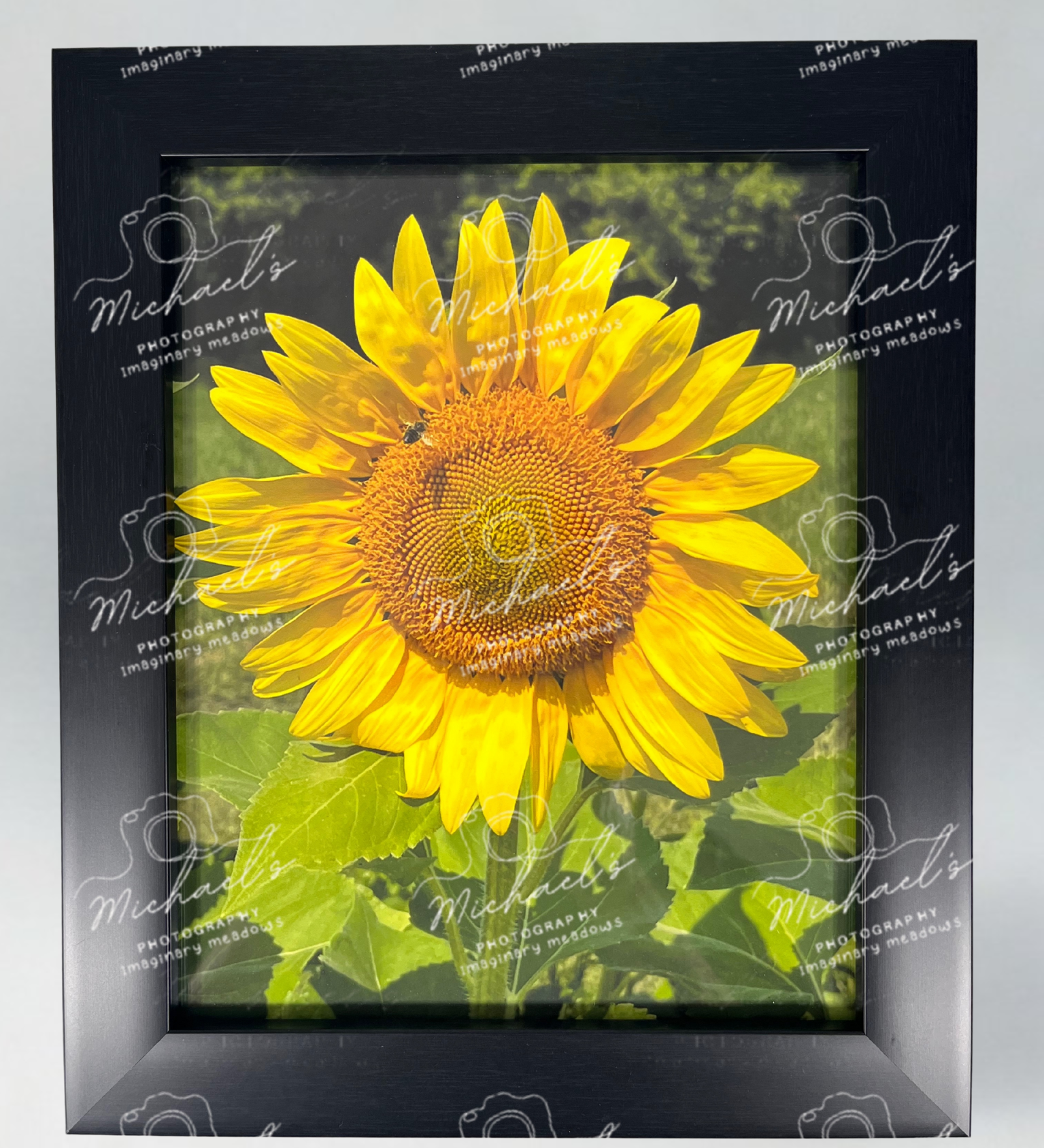 Matte black framed picture of a sunflower with a bee