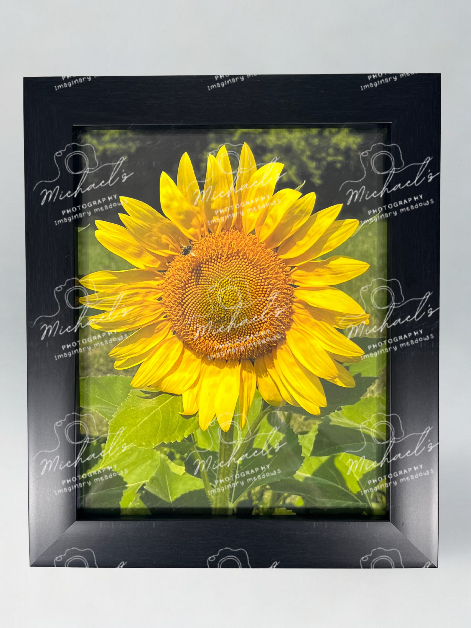 Matte black framed picture of a sunflower with a bee