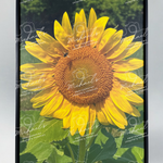 Matte black framed photograph of a sunflower with green leaves and a bee
