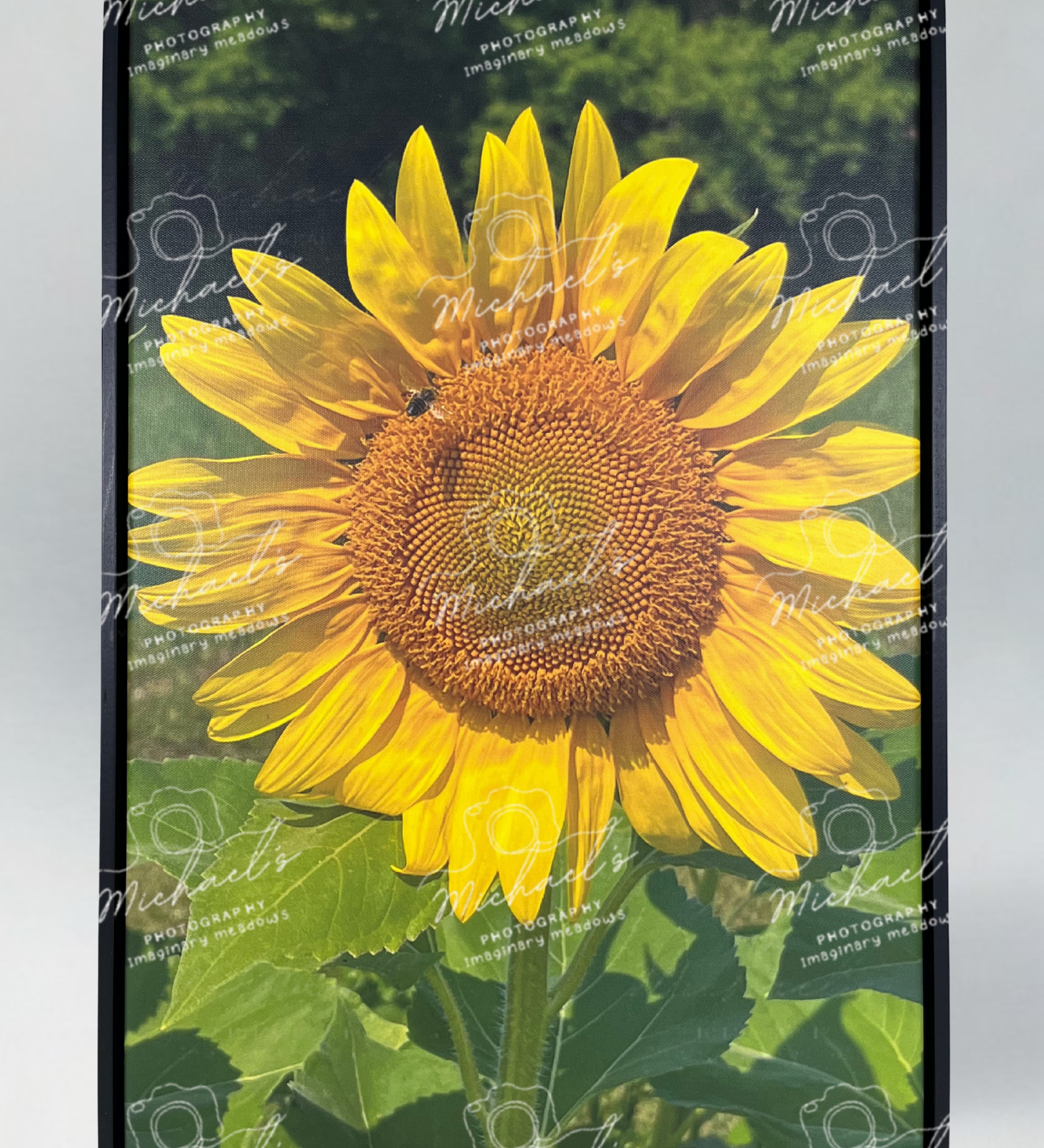Matte black framed photograph of a sunflower with green leaves and a bee