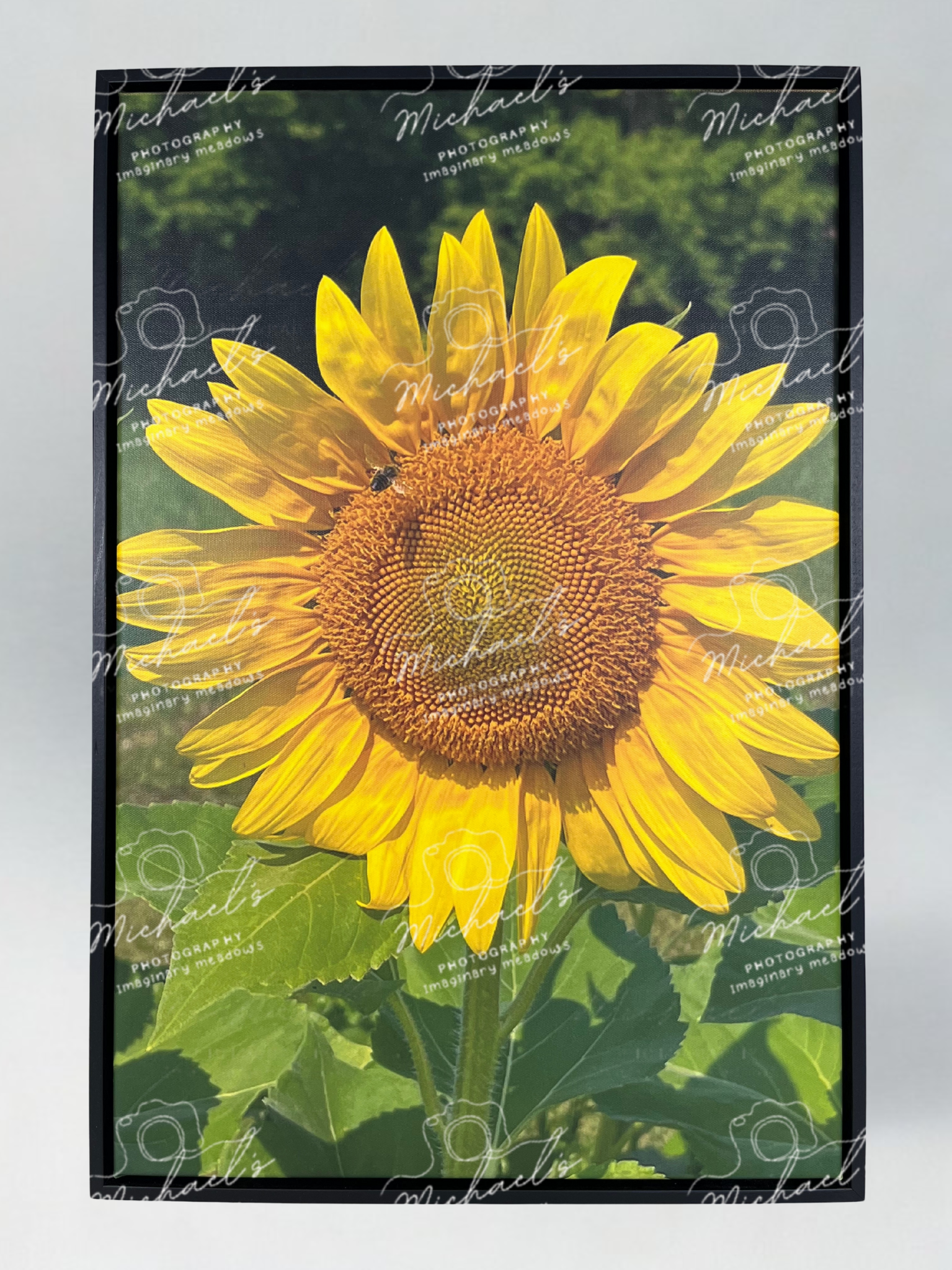 Matte black framed photograph of a sunflower with green leaves and a bee