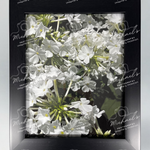 Framed photograph of white phlox flowers with a matte black frame.