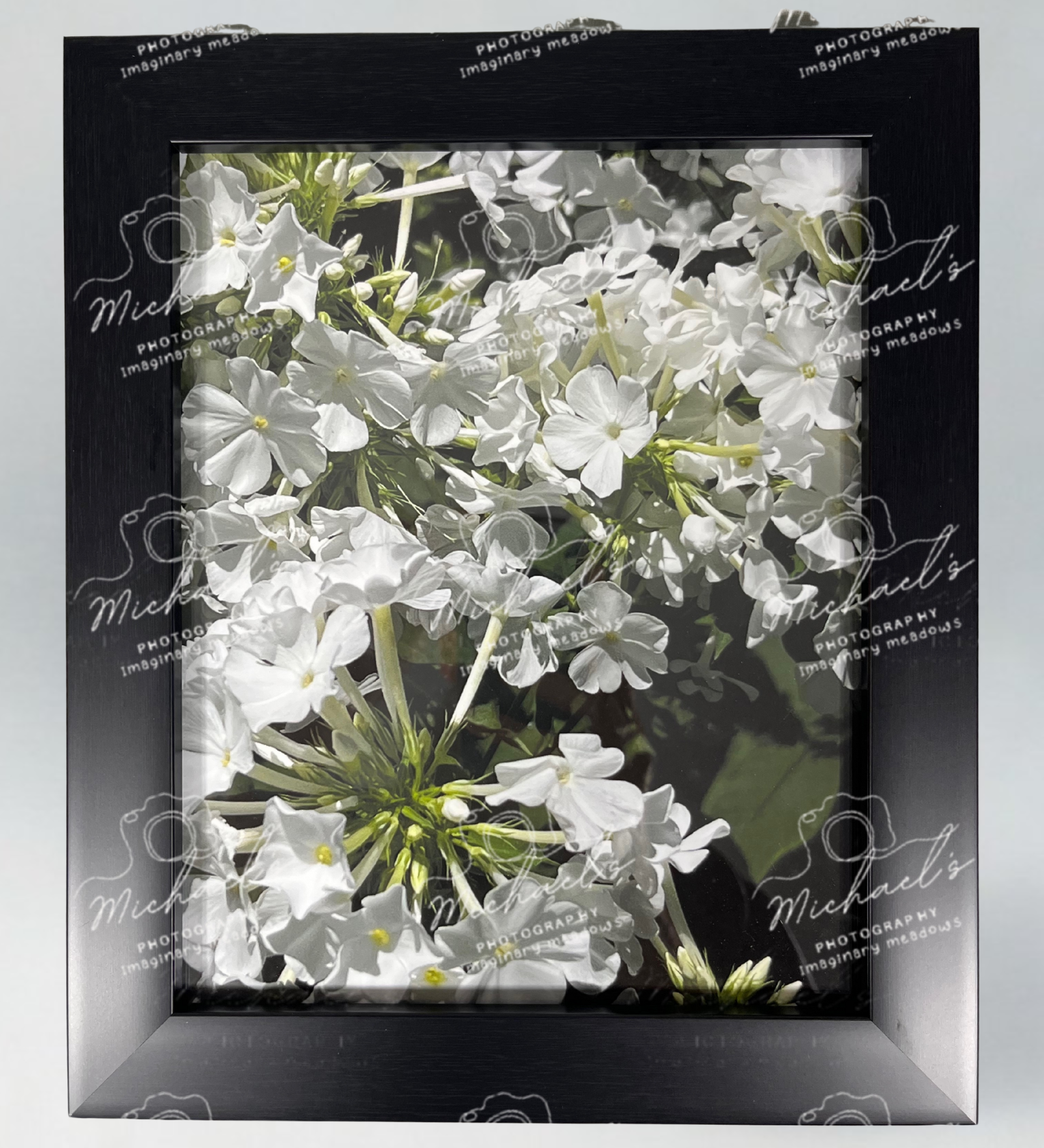 Framed photograph of white phlox flowers with a matte black frame.