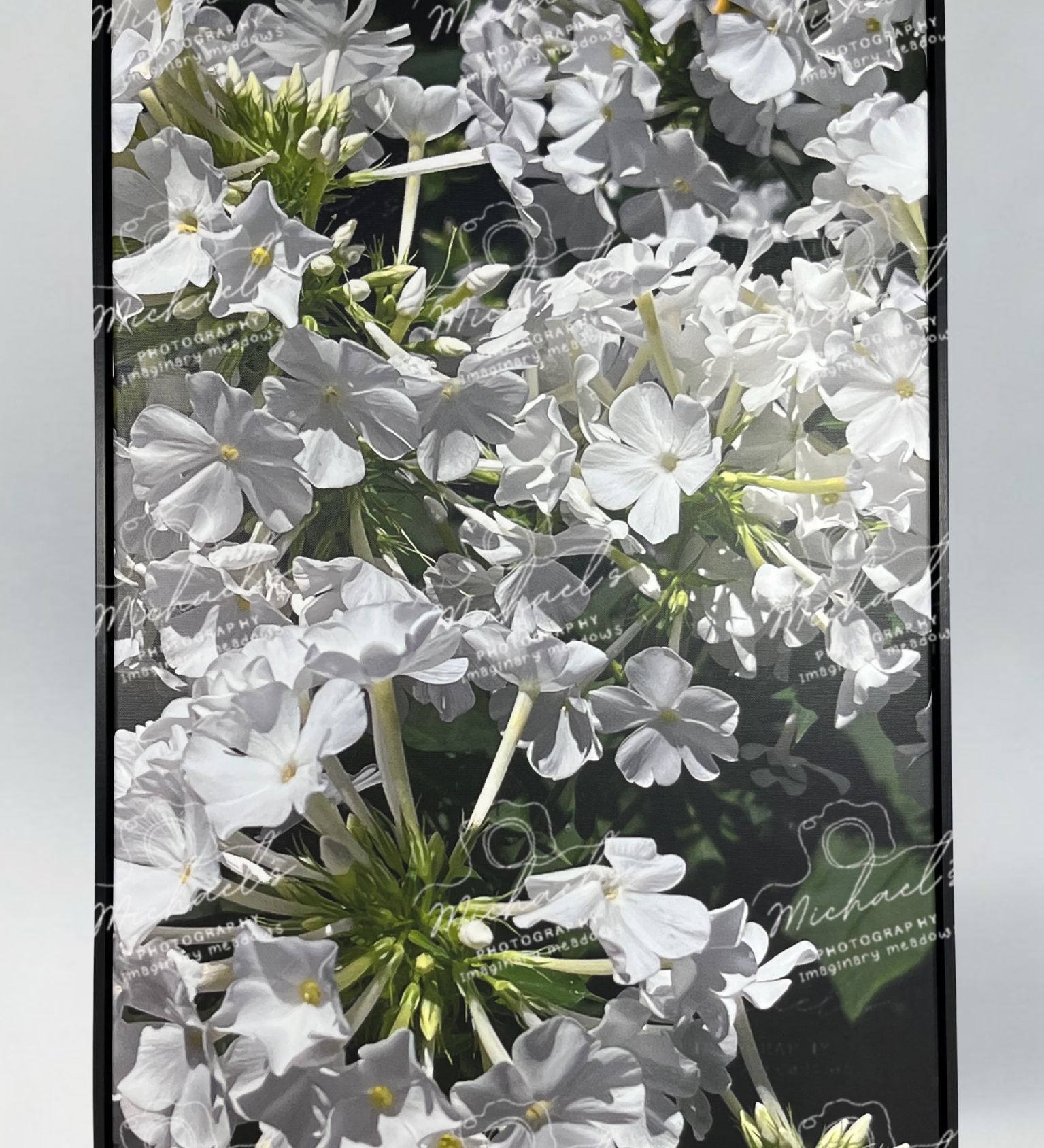 Framed photography of white phlox flowers with a black matte frame