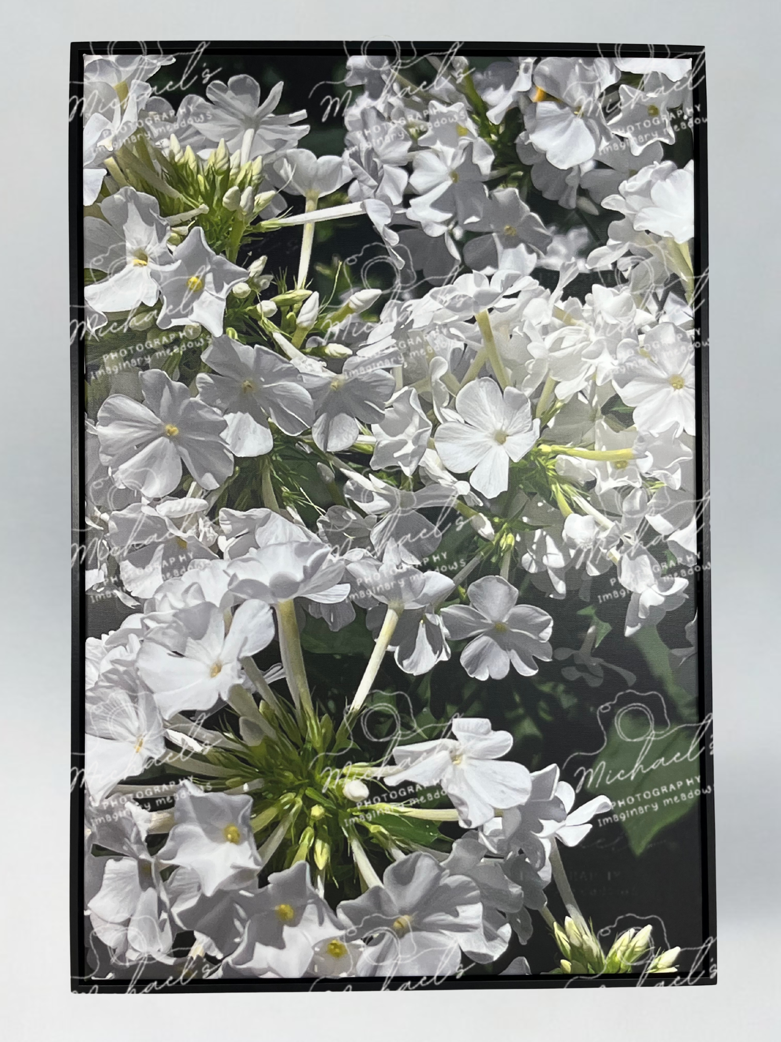 Framed photography of white phlox flowers with a black matte frame