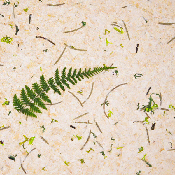 Stone Pine Forest