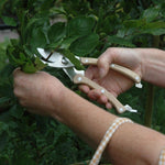 Person pruning a bush with garden shears in a garden setting