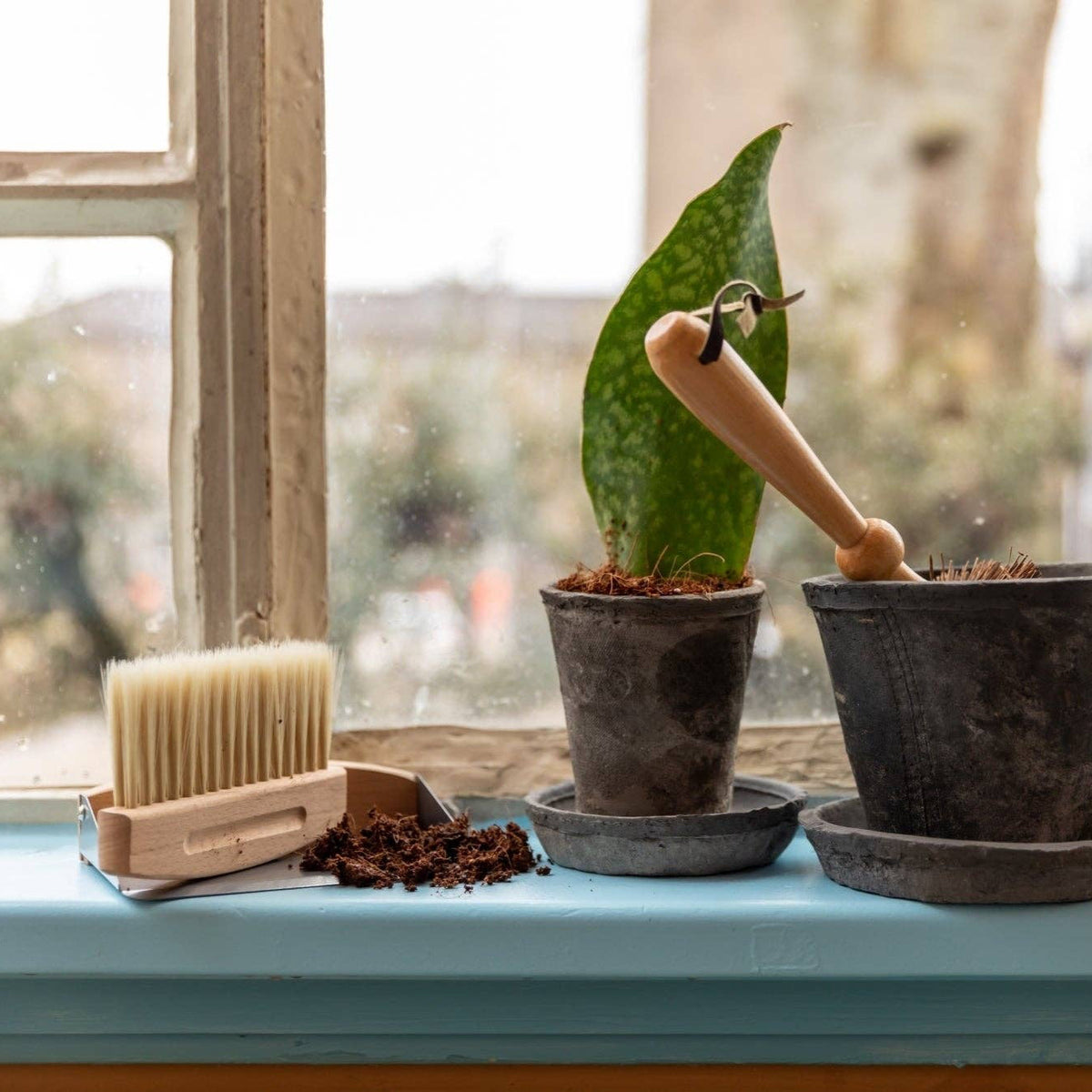 Potted plants on a windowsill with a brush and container in the foreground.