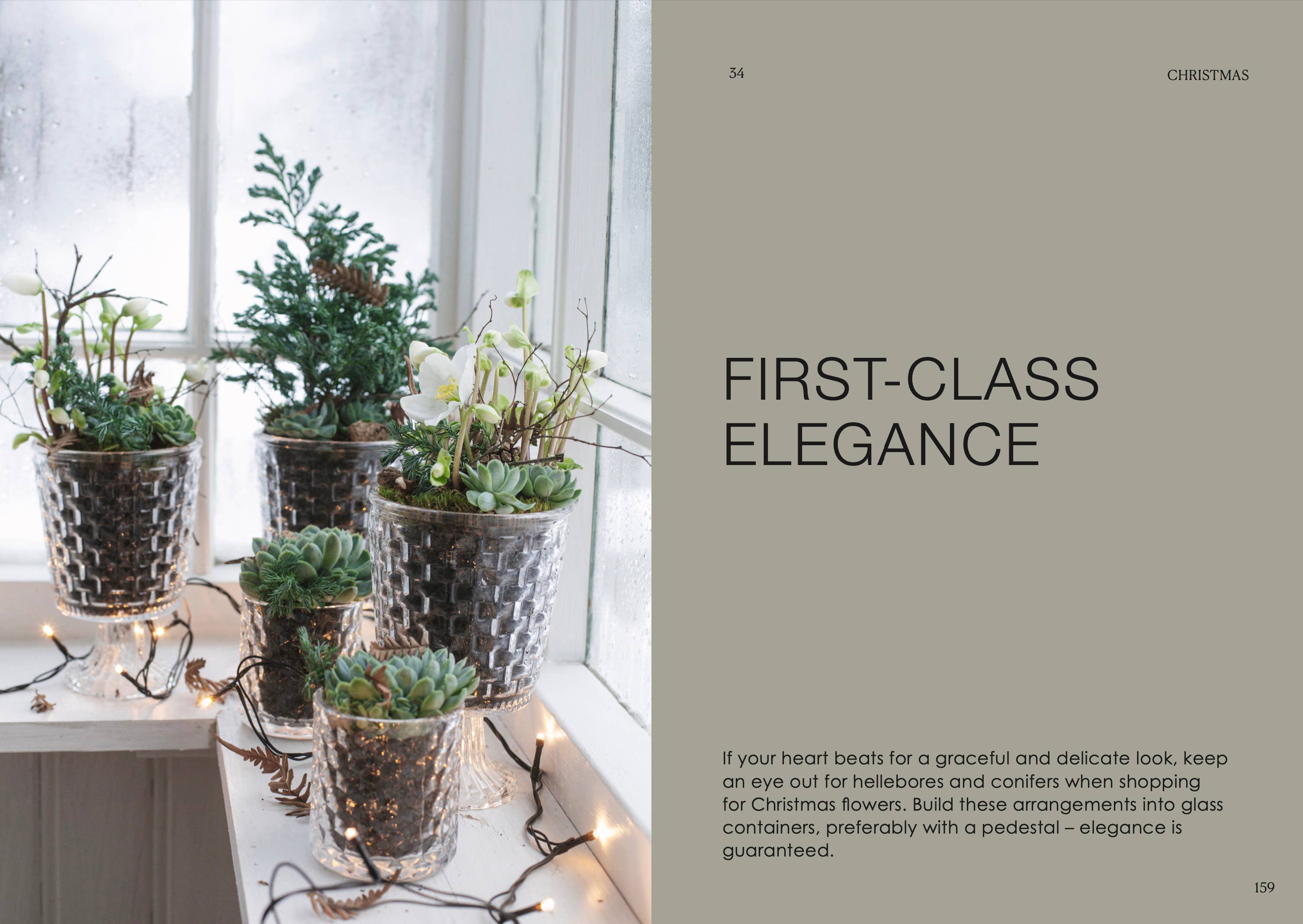 Decorative indoor plants in glass containers on a windowsill with text about first-class elegance.