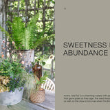 Decorative arrangement of plants on a table with a natural background