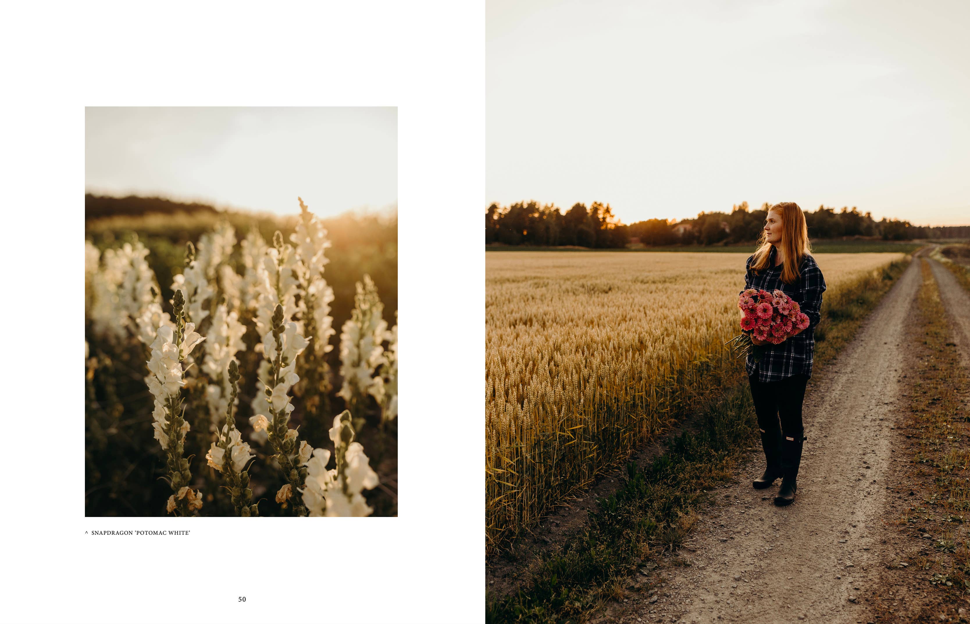 Two images: one of white flowers and the other of a person walking with flowers in a field.