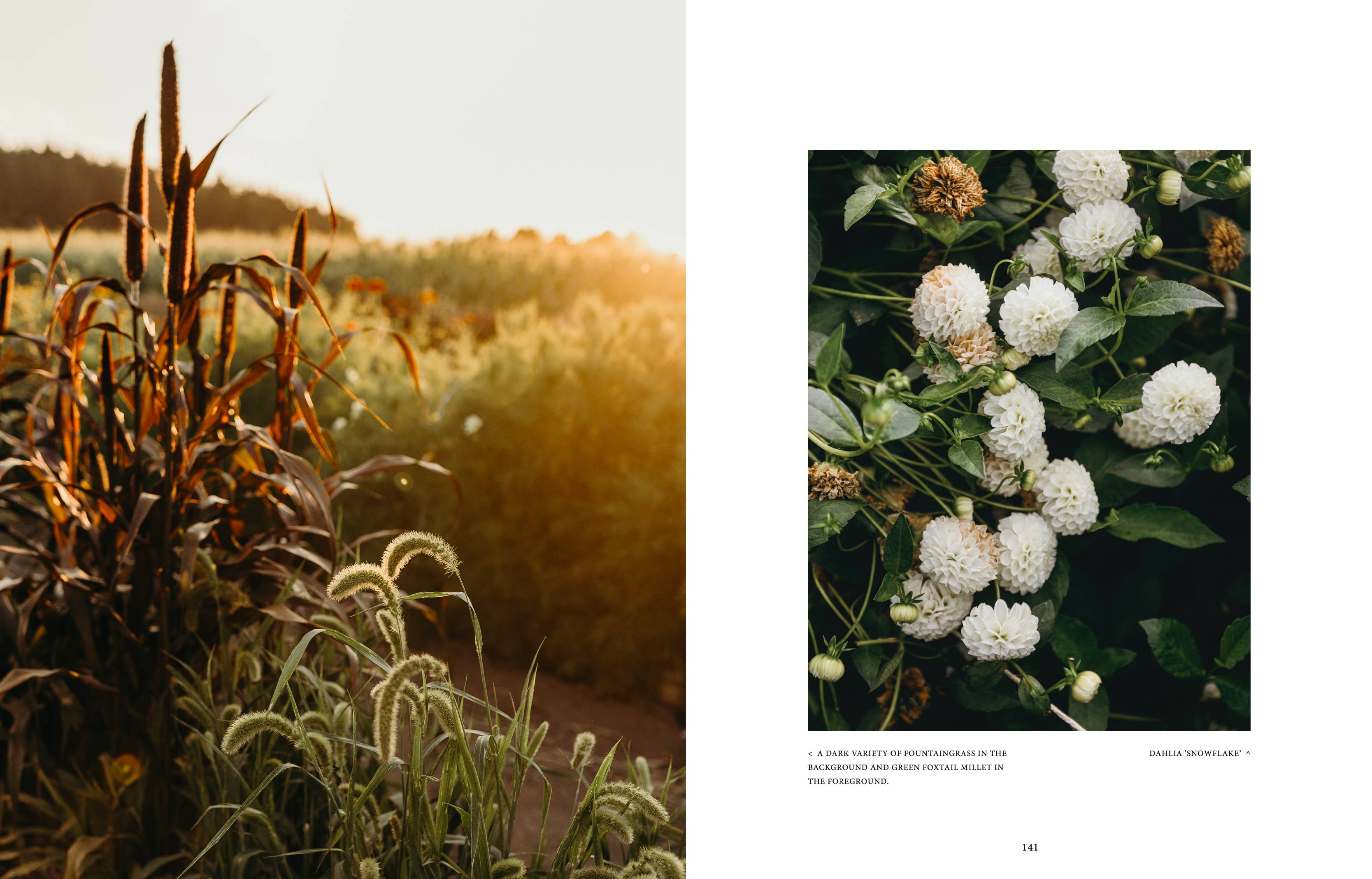 Two nature-themed images side by side: one with tall grasses and sunset, the other with white flowers.