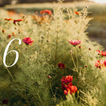 Field of wildflowers with a number '6' in the foreground, blurred background