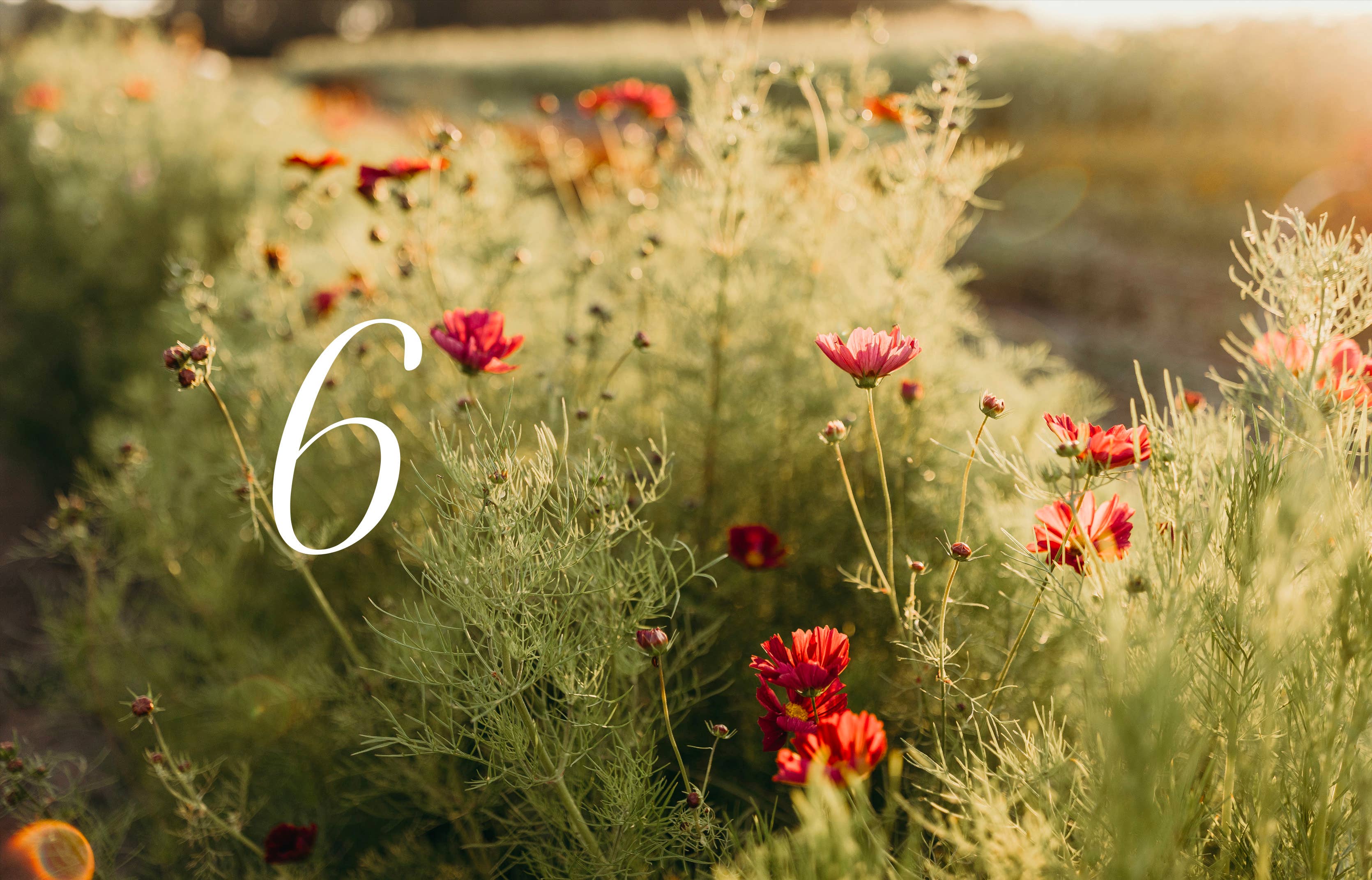 Field of wildflowers with a number '6' in the foreground, blurred background